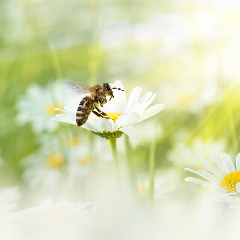 Bienen sammeln Honig